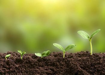 Plant growth evolution from seed to sapling. Young green seedling are growing from the rich soil in sunlight. Business growth, success, development and profit. Ecology and business concept.