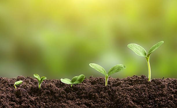 Plant growth evolution from seed to sapling. Young green seedling are growing from the rich soil in sunlight. Business growth, success, development and profit. Ecology and business concept.