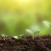 Plant growth evolution from seed to sapling. Young green seedling are growing from the rich soil in sunlight. Business growth, success, development and profit. Ecology and business concept.